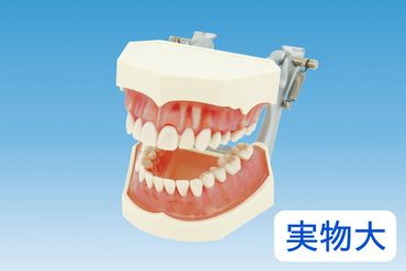 歯の模型 歯磨き指導用 実物大モデル（歯着脱可）《歯 模型 歯列模型 歯模型 顎模型 歯医者使用 教材》 ※着日指定不可