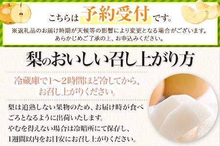【2025年 先行予約 】 梨 くまもと梨 梨 秋 旬 なし 幸水 豊水 先行 果物 くだもの フルーツ ナシ 梨 先行予約 送料無料 あきづき 甘太 新高 新興 約3.5kg 5玉～15玉前後 熊本県産【着日指定不可】《2025年8月下旬‐11月中旬頃より順次発送》旬 果物 お取り寄せ---fn_cngsnasi_h811_r7_10500_3500g---
