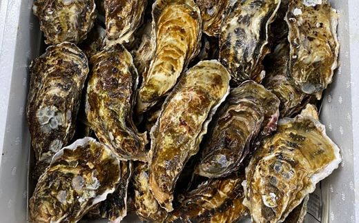 ＼先行予約／北海道 仙鳳趾名産 牡蠣 100g～149g×70コ かき漁師直送 K5-4＜出荷期間：2026年6月1日～11月末＞＜センポウシ : 釧路町の東 厚岸湾の西 カキの名産地＞ | せんぽうし 牡蠣 生食用 殻付き 牡蠣 絶品 産地直送 北海道 釧路町 釧路超 特産品　121-1267-30