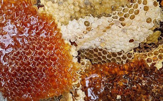 清見ジュース・ナッツ・日本蜜蜂はちみつセット B（清見ジュース 720ml ×1本、はちみつ木の実100g × 1パック、はちみつ（中）80g × 1本）