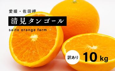 【先行予約】Saito Orange Farmの家庭用清見タンゴール10kg ｜ 柑橘 みかん ミカン フルーツ 果物 愛媛　※離島への配送不可　※2025年3月下旬頃より順次発送予定