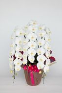 胡蝶蘭(大輪系・45輪付き)【豪華な大輪系】 FAA-085