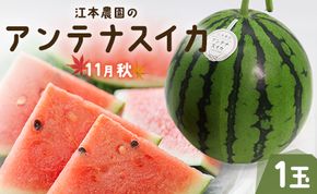 【先行受付】【期間限定】江本農園の11月秋アンテナスイカ1玉 - 高知県産 西瓜 すいか 産地直送 スイカ em-0017