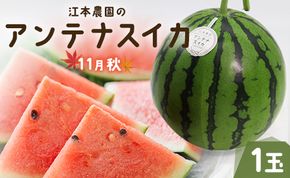 【期間限定】江本農園の11月秋アンテナスイカ1玉 - 高知県産 西瓜 すいか 産地直送 スイカ em-0017