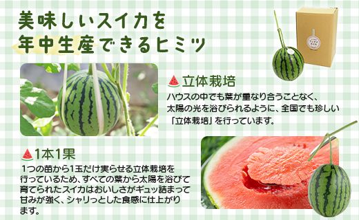 【先行受付】【期間限定】江本農園の11月秋アンテナスイカ1玉 - 高知県産 西瓜 すいか 産地直送 スイカ em-0017