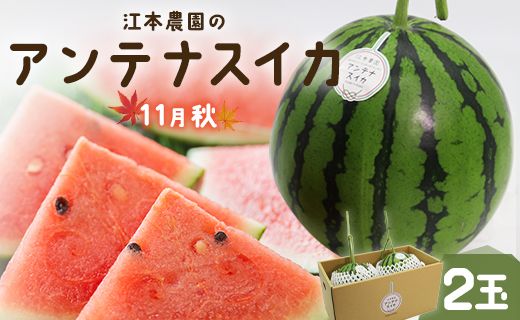 [先行受付][期間限定]江本農園の11月秋アンテナスイカ2玉 - 数量限定 のし対応可 熨斗 果物 くだもの フルーツ すいか 西瓜 糖 完熟 甘い みずみずしい 瑞々しい ハウス栽培 ジューシー 果