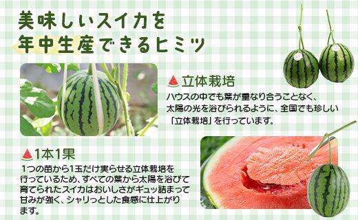 【先行受付】【期間限定】江本農園の11月秋アンテナスイカ2玉 - 数量限定 のし対応可 熨斗 果物 くだもの フルーツ すいか 西瓜 糖 完熟 甘い みずみずしい 瑞々しい ハウス栽培 ジューシー 果