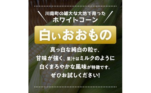 【令和6年発送】政岡さんちのスイートコーン「白いおおもの（ホワイトコーン）」2kg【 先行予約 数量限定 期間限定 とうもろこし スィートコーン 2024年発送 先行受付 宮崎県産 九州産 】 [E6504]