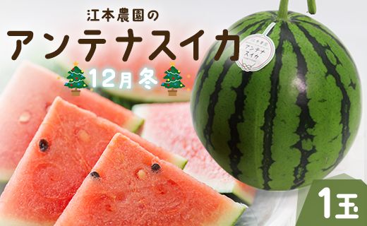 【期間限定】江本農園の12月冬アンテナスイカ1玉 - すいか 贈り物フルーツ 果物大好き 食後 デザート おやつ em-0019