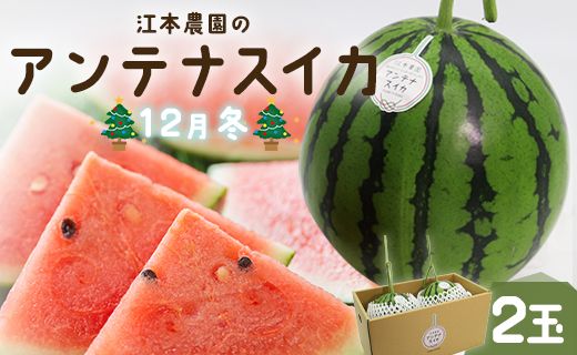 ymszyԌz]{_12~AeiXCJ2  -  蕨t[c ʕD H fU[g  em-0020