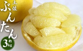 文旦 約3kg（2L～4Lサイズ） 高知 先行予約 期間限定 間城農園 土佐文旦 - 柑橘類 果物 くだもの フルーツ ぶんたん ブンタン おいしい 期間限定 高知県 香南市 ms-0064