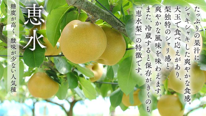 【 先行予約 】 茨城県 オリジナル 品種の 恵水 ( 梨 ) 5kg 2026年産 果物 フルーツ なし ナシ 赤梨 贈り物 贈答 贈答用 [AE024ci]