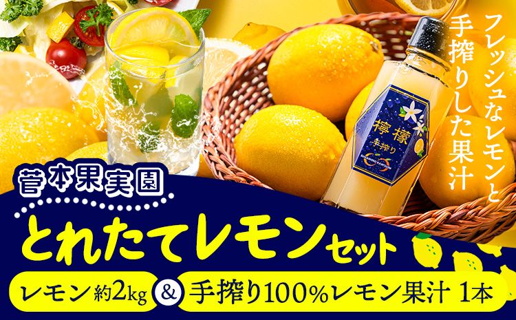 レモン 約2kg と 手搾り100%レモン果汁 1本 セット[12月中旬-2月末頃出荷]熊本県 玉名郡 玉東町 菅本果実園 檸檬 レモンジュース レモネード はちみつレモン---sg_sugarrj_bc122_25_12000_2set---