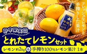 レモン 約2kg と 手搾り100％レモン果汁 1本 セット《12月中旬-2月末頃出荷》 【日付指定不可】 熊本県 玉名郡 玉東町 菅本果実園 檸檬 レモンジュース レモネード はちみつレモン---gkt_sgm_9_2kg1h---