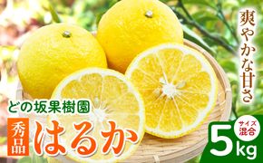 はるか 秀品はるか 約 5kg サイズ混合 どの坂果樹園《3月上旬-5月下旬頃出荷》 和歌山県 日高川町 はるか 秀品 旬 柑橘 フルーツ 果物---wshg_dsk13_ab35_23_11000_5kg---