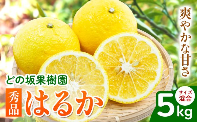 はるか 秀品はるか 約 5kg サイズ混合 どの坂果樹園《3月上旬-5月下旬頃出荷》 和歌山県 日高川町 はるか 秀品 旬 柑橘 フルーツ 果物---wshg_dsk13_ab35_23_11000_5kg---