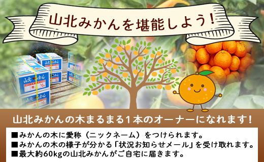 収穫後、山北みかん（露地・無選別）約６０㎏お届け！山北みかんの木のオーナー制度 - 果物 フルーツ 柑橘類 みかん ミカン 蜜柑 数量限定 高知県 香南市 yk-0036