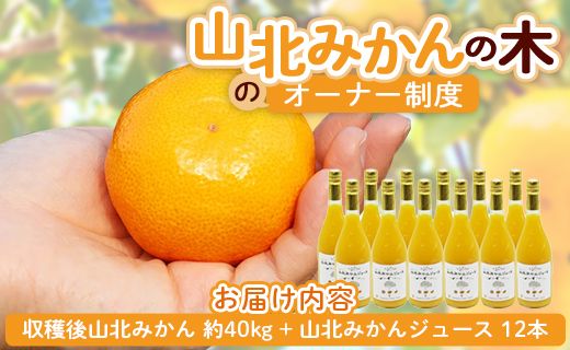 収穫後、山北みかん（露地・無選別）約４０㎏と山北みかんジュース１２本をお届け！山北みかんの木のオーナー制度 - 果物 フルーツ 柑橘類 みかん ミカン 蜜柑 数量限定 高知県 香南市 yk-0037