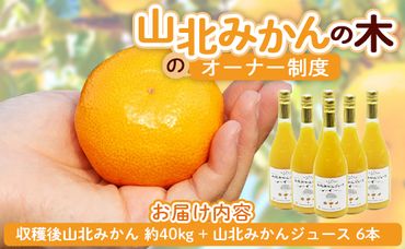 収穫後、山北みかん（露地・無選別）約４０㎏と山北みかんジュース６本をお届け！山北みかんの木のオーナー制度 - 果物 フルーツ 柑橘類 みかん ミカン 蜜柑 数量限定 高知県 香南市 yk-0038