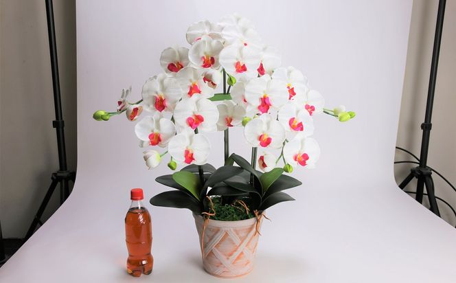 綺麗で丈夫な三河陶器で贈る光触媒胡蝶蘭大輪３本立（ホワイトビスクの陶器×白の花） H100-091