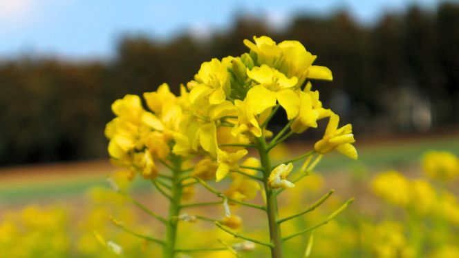 牛久市産 菜の花 油 『 オーリオ 』 6種 セット 詰合せ ふるさと納税限定 食用油 オリーブオイル 調味料 料理 パスタ バケット ロッソ ニンニク にんにく ハーブ バジル 辣油 葱油 常温 [CM001us]