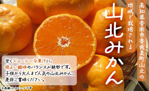 家庭用 山北みかん 露地(Ｓ～Ｍ)Ｂ品 15kg 高橋農園 - フルーツ 果物 くだもの 柑橘類 ミカン 蜜柑 Ｂ品 小傷あり 家庭用 季節限定 期間限定 新鮮 農家直送 露地栽培 高橋農園 高知県 香南市 th-0016