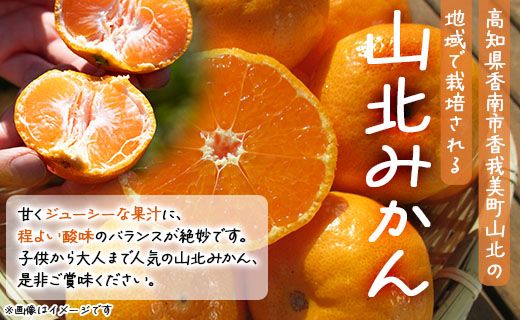 みかん 10kg 訳アリ 山北みかん 露地(Ｓ～Ｍ) Ｂ品 高橋農園 訳あり - 果物 フルーツ ミカン 蜜柑 柑橘 家庭用 自宅用 新鮮 農家直送 露地 th-0010