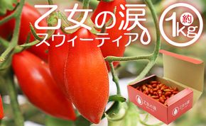 ミニトマト 高糖度 1kg フルーツトマト 先行受付 乙女の涙 スウィーティア - 野菜 やさい プチトマト 贈答 ギフト のし対応 糖度高め おやつ 夜食 トマト好き is-0007