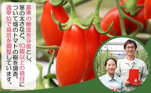 ミニトマト 高糖度 1kg フルーツトマト 先行受付 乙女の涙 スウィーティア - 野菜 やさい プチトマト 贈答 ギフト のし対応 糖度高め おやつ 夜食 トマト好き is-0016