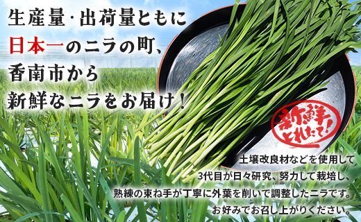 生産量日本一香南市のニラ 1kg - ニラ 香南市産 にら 朝採れ 産地直送 香味野菜 ニラ on-0010