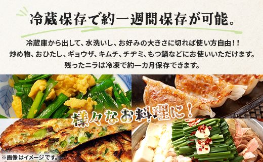 生産量日本一香南市のニラ 2kg - ニラ 香南市産 にら 朝採れ 産地直送 香味野菜 ニラ on-0011