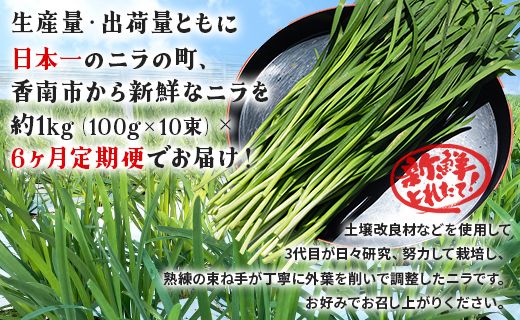 生産量日本一香南市のニラ 1kg 6ヶ月定期便 合計6kg - ニラ 香南市産 にら 朝採れ 産地直送 香味野菜 ニラ Won-0016