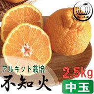 アルギット 不知火 約2.5kg 中玉 サイズ（11～12玉）| 先行予約 不知火 デコ みかん 甘い おいしい ジューシー 完熟 期間限定 数量限定 フルーツ 果物 柑橘 人気 おすすめ 高級 こだわり ギフト 旬 お取り寄せ 送料無料 和歌山 有田川町    DT015