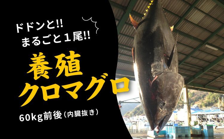 久良のクロマグロ 丸ごと1尾![マグロ 海鮮 魚 刺身 冷凍 愛媛県]
