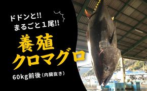 久良のクロマグロ　丸ごと1尾！＜マグロ 海鮮 魚 刺身 冷凍 愛媛県＞