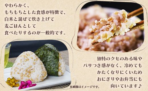 もち麦（ダイシモチ） 合計2.7kg - ライス おこめ おにぎり お弁当 夕飯 夕食 朝食 やわらかい 柔らかい もっちり 食感 料理 アレンジ 丼 2.7キロ 美味しい 美味しい yr-0065