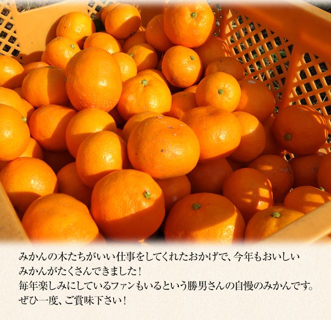 ご家庭用『かっちゃんファーム』のご家庭用みかん★ 約10kg【2S-2Lサイズ(大小サイズ混合)】《1月上旬-1月末頃出荷予定》 自然本来のおいしさ！---sg_kmkn2s2l_ac1_25_10000_10kg---