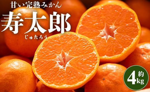 間城農園 甘い完熟みかん 寿太郎 4kg - フルーツ 果物 くだもの 数量限定 期間限定 柑橘 蜜柑 ms-0068