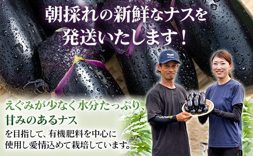 新鮮な訳あり茄子50kg 訳あり】新黒ナス 1kg - FooLo（フーロ）訳あり食品の産地直品モール