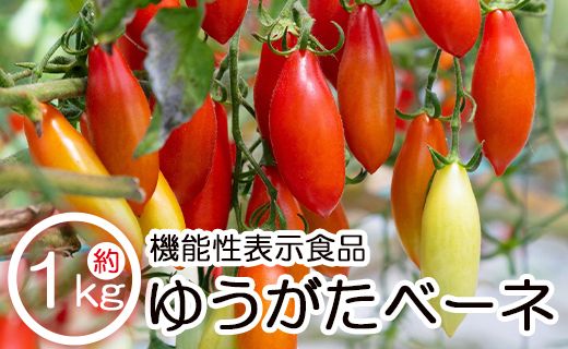 機能性表示食品 ミニトマト ゆうがたベーネ 1kg - ミニトマト プチトマト フルーツトマト ギフト のし対応 高糖度 お歳暮 御歳暮 贈答用 贈り物 is-0010