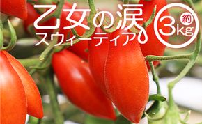 【先行受付】乙女の涙 スウィーティア ミニトマト 3kg - ミニトマト プチトマト フルーツトマト ギフト のし対応 高糖度 お歳暮 御歳暮 贈答用 贈り物 クリスマス 年末年始 is-0018
