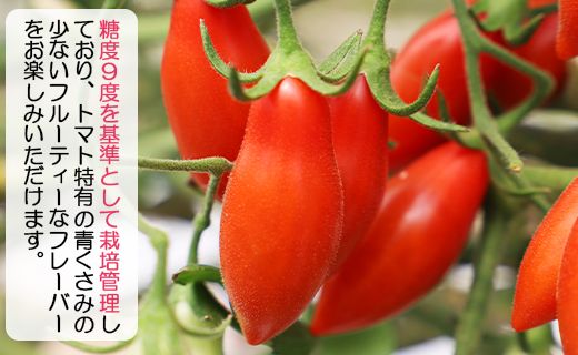 【先行受付】乙女の涙 スウィーティア ミニトマト 3kg - ミニトマト プチトマト フルーツトマト ギフト のし対応 高糖度 お歳暮 御歳暮 贈答用 贈り物 クリスマス 年末年始 is-0018