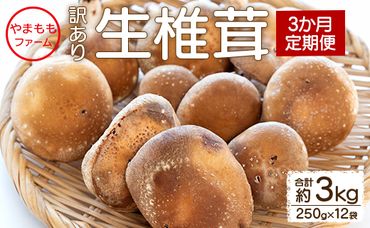 しいたけ 椎茸 3か月定期便 訳あり 生椎茸 3kg(250ｇ×12袋) - しいたけ きのこ キノコ 野菜 生しいたけ 不揃い 個包装 無農薬 お鍋 国産 やまももファーム Wyo-0016