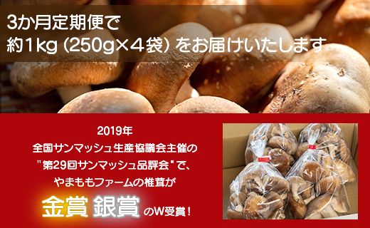 しいたけ 椎茸 3か月定期便 訳あり 生椎茸 3kg(250ｇ×12袋) - しいたけ きのこ キノコ 野菜 生しいたけ 不揃い 個包装 無農薬 お鍋 国産 やまももファーム Wyo-0016