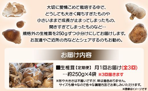 しいたけ 椎茸 3か月定期便 訳あり 生椎茸 3kg(250ｇ×12袋) - しいたけ きのこ キノコ 野菜 生しいたけ 不揃い 個包装 無農薬 お鍋 国産 やまももファーム Wyo-0016