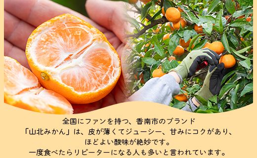 山北みかん 大玉サイズ L・2L混合 約5kg（30～40個程度） 山北みらい - 果物 フルーツ 柑橘類 温州みかん ミカン 蜜柑 甘い おいしい 美味しい 高知県 香南市 yk-0061