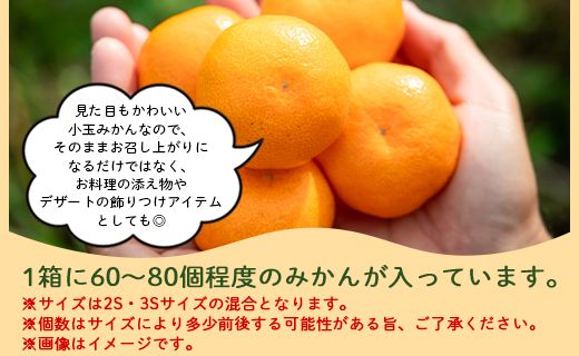 みかん 5kg ss 混合 山北みかん 小玉サイズ 2S・3S混合 約5kg（60～80個程度） 山北みらい - 果物 フルーツ 柑橘類 温州みかん ミカン yk-0078