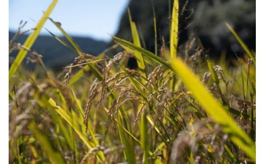 【定期便3ヶ月】【熊本県甲佐町産】天寿米（白米）5kg×3ヶ月 - お米 米 白米 精米 森のくまさん ブランド米 植物性肥料使用 定期便 国産 九州産 熊本県産 熊本県産 甲佐町