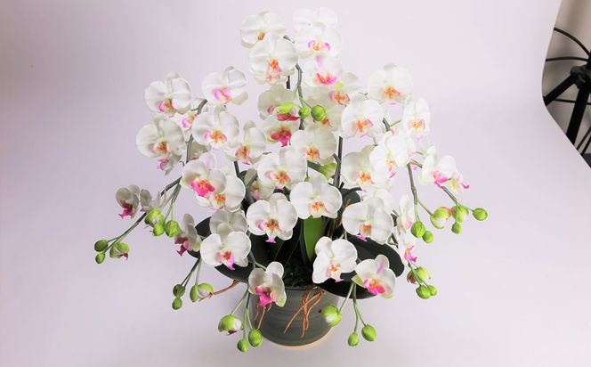 綺麗で丈夫な三河陶器で贈る光触媒胡蝶蘭小輪５本立（グリーンの陶器×白色の花） H100-090