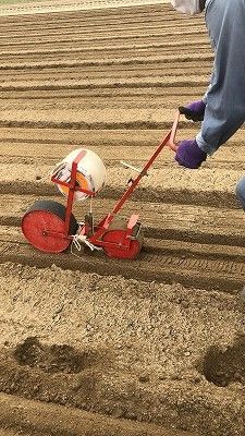 鮮度抜群！朝採り とうもろこし 味来 6本(3Lサイズ) レンジで簡単調理&鮮度保持が出来る袋付き　H132-030